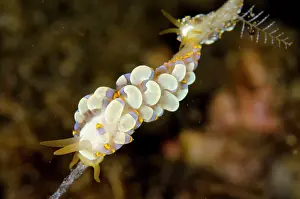 Cerata: Pair of Yamasu's Nudibranches