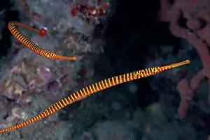 Line: Pair of Yellow Banded Pipefish