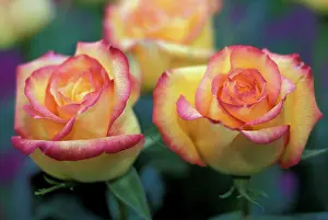 Photographic: Pair of yellow and orange roses