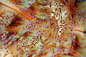 Wainilu: Pair of Zebra Urchin Crabs on Fire Urchin (Asthenosoma