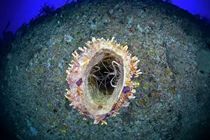 Sponge: Paire of Flameback Coral Shrimp (Stenopus pyrson