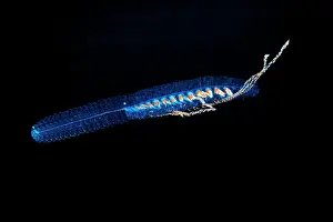 Paired: Paired Bell Siphonophore (Agalma okeni). Pelagic