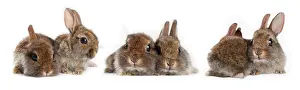 Cuniculus: Three pairs of young Dwarf rabbits (Oryctolagus