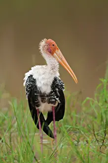 Leucocephala: Paited Stork - standing at edge of pond
