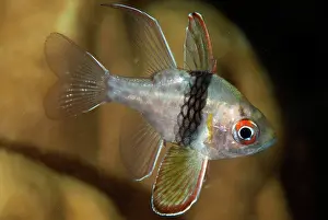 Mabul: Pajama Cardinalfish