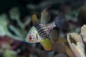 January: Pajama Cardinalfish