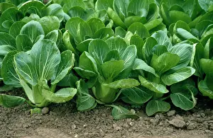 Celery: PAK CHOI - WHITE CELERY MUSTARD