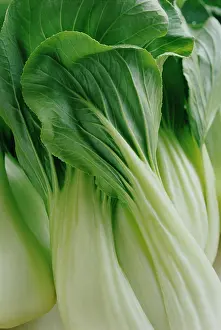 Chinensis: Pakchoi