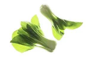 Chinensis: Pakchoi