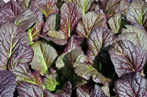 Toned: Pakchoi