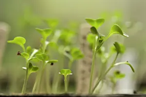 Maturing: Pakchoi