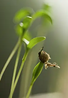 Maturing: Pakchoi