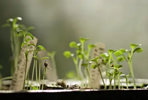 Maturing: Pakchoi