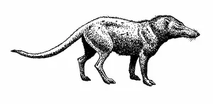 Pakistan: Pakicetus