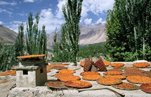 Pakistan: Pakistan - apricots drying in Altit Village