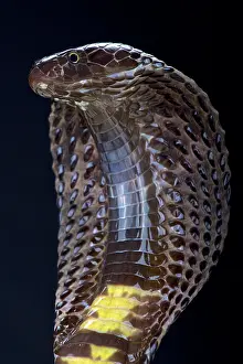 Pakistan: Pakistani black cobra (Naja naja karachiensis)