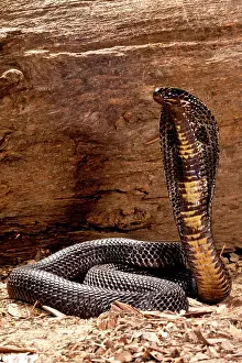 Northcott: Pakistani Black Cobra, Naja naja karachiensis