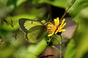 Colias: Palaeno Sulphur (Colias palaeno) in flower. Backlight