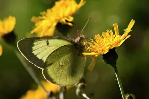 Colias: Palaeno Sulphur (Colias palaeno) in flower. Backlight