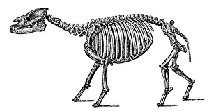 Beast: Palaeotherium, Cenozoic Mammal