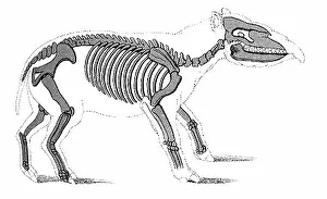 Beast: Palaeotherium, Cenozoic Mammal