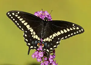 Pterourus: Palamedes Swallowtail Butterfly