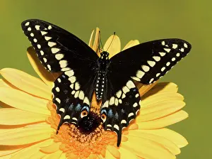 Pterourus: Palamedes Swallowtail Butterfly