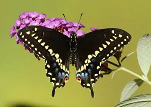 Pterourus: Palamedes Swallowtail Butterfly