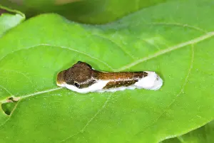 Pterourus: Palamedes Swallowtail caterpillar