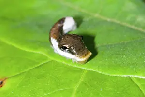 Pterourus: Palamedes Swallowtail caterpillar