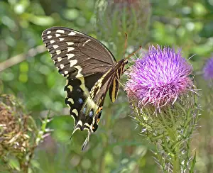 Papilionidae: Palamedes Swallowtail on Thistle