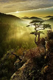 Gnarled: Palatinate Forest, Evening mood, Dahner Felsenland