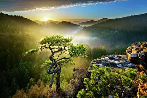 Gnarled: Palatinate Forest, Evening mood, Dahner Felsenland