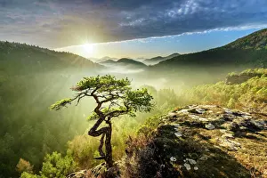 Beam: Palatinate Forest, Evening mood, Dahner Felsenland