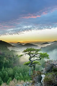 Gnarled: Palatinate Forest, sunset, Dahner Felsenland, Palatinate