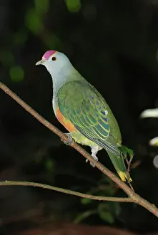 Sydney: Palau Fruit Dove