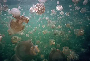 Plague: Palau Jellyfish - Mass