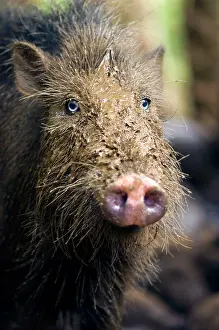 Palawan: Palawan Bearded Pig - young
