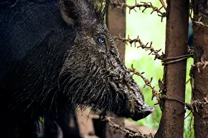 Palawan: Palawan Bearded Pig - young caught in the wild
