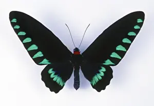Birdwing: Palawan Birdwing Butterfly