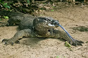 Marmoratus: Palawan Monitor Lizard - rests on a path with its