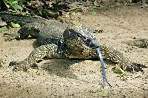 Scenting: Palawan Monitor Lizard - rests on a path with its