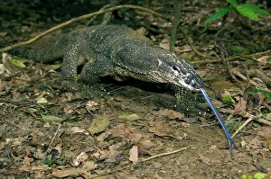 Scenting: Palawan Monitor Lizard - searches for food along