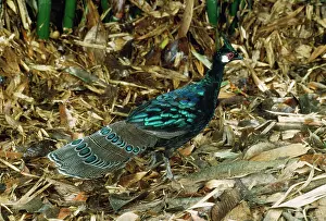 Polyplectron: Palawan Peacock Pheasant