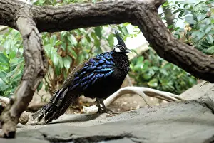 Palawan: Palawan Peacock Pheasant