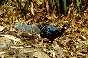 Polyplectron: Palawan Peacock-Pheasant - Male