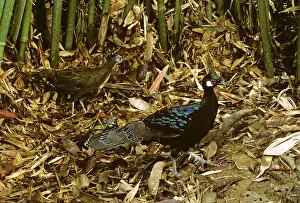 Polyplectron: Palawan peacock-pheasant (Polyplectron emphanum)