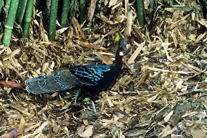 Polyplectron: Palawan Peacock-Pheasant (Polyplectron emphanum) male