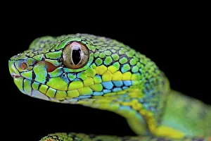 Palawan: Palawan pit viper (Parias schultzei), juvenil, portrait