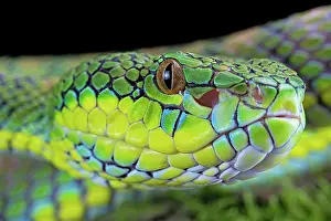 Palawan: Palawan pit viper (Parias schultzei), juvenil, portrait